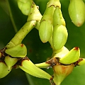 Rhizophora mucronata (Long-fruited Mangrove) in Chinamans Creek オオバヒルギ<br />Canon KDX (400D) + EFS60 F2.8